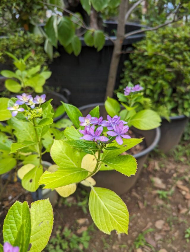 密かに咲く紫陽花【もらえる植物園】