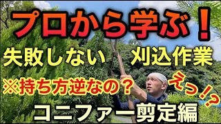 コニファーの剪定をマスター！初心者でも失敗しない庭木の手入れ術