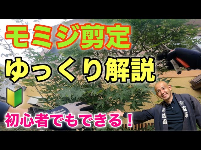 【初心者向け】モミジの剪定方法と庭木のお手入れ