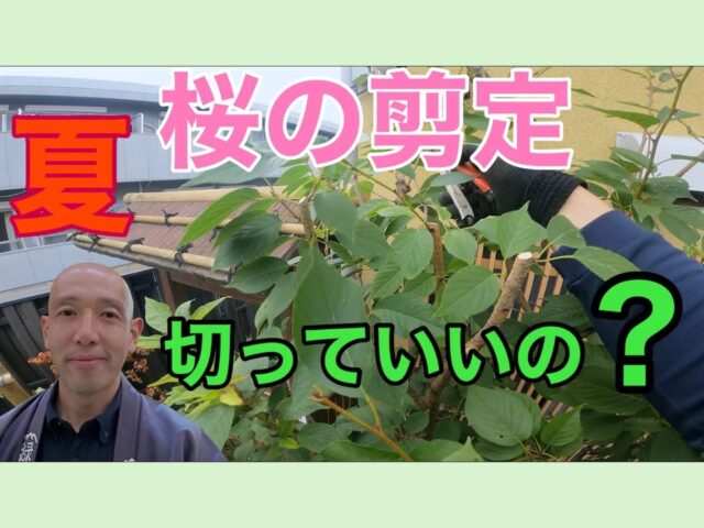 家庭でできる！初心者向け・桜の剪定方法【夏の庭木手入れのポイント】