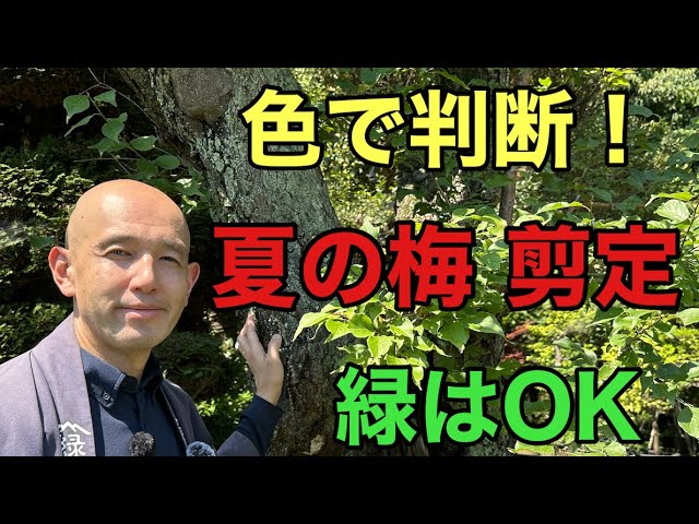 【ノコギリ禁止！】 夏を乗り切る梅の剪定