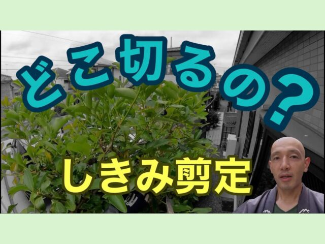 【2段階の作業】 シキミの剪定方法 初心者向け