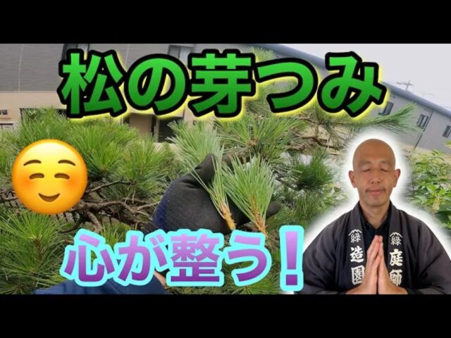 【松の芽摘み】 初心者向け 樹形づくり