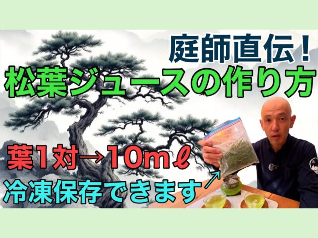 【庭師・健康レシピ】松葉ジュースの作り方