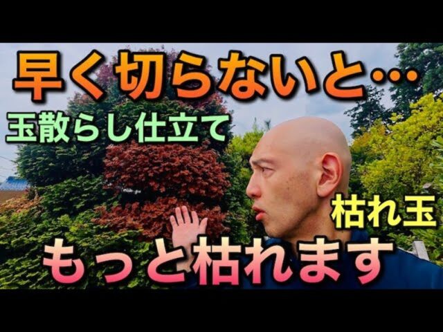 【緊急対応】枯れた玉を救う！玉散らし仕立ての植木お手入れ術