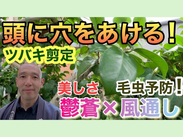 ツバキの剪定は「毛虫対策」が最重要！通気口を開ける