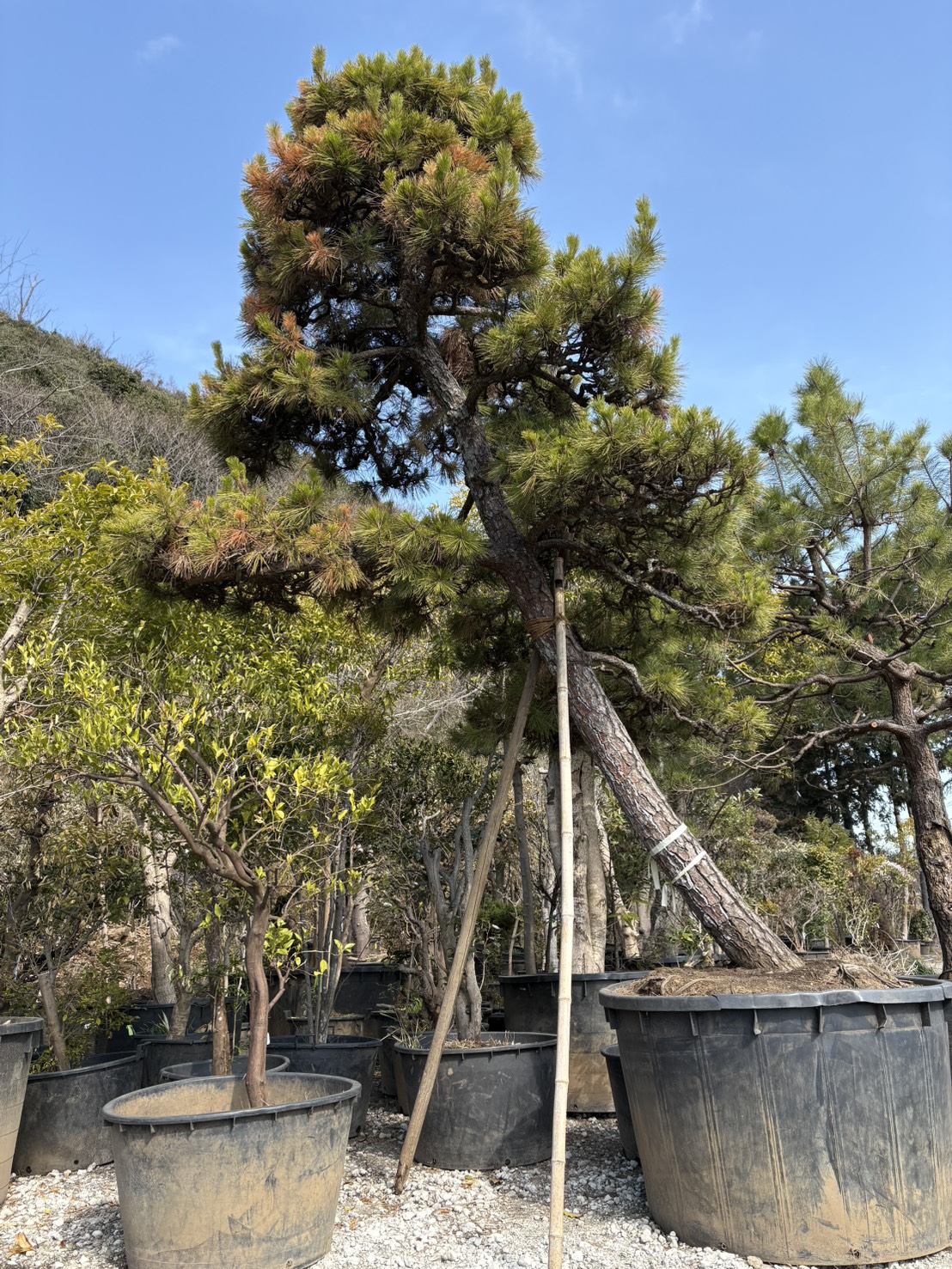 クロマツの里親を募集しています。お申し込みは植木の里親はやましたグリーンまで。