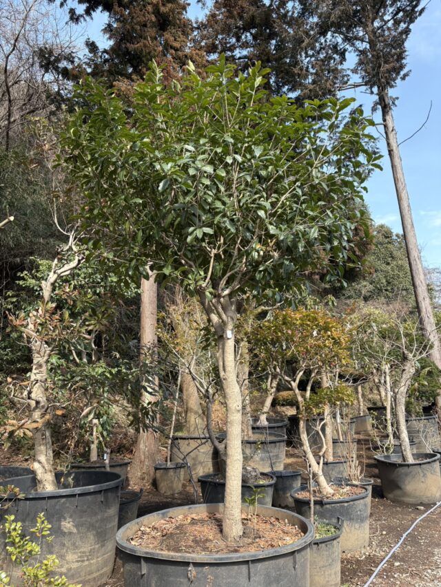 キンモクセイ