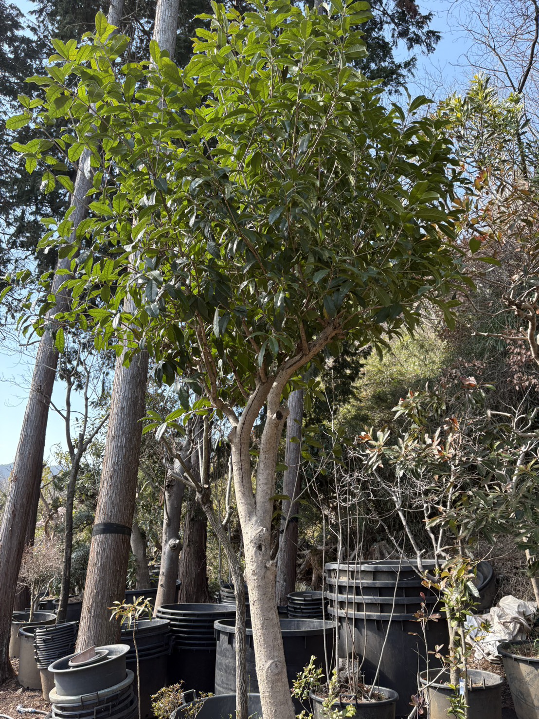 キンモクセイの里親を募集しています。お申し込みは植木の里親はやましたグリーンまで。