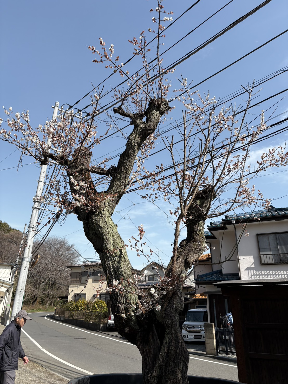 白梅の画像。里親を募集しています。お申し込みは植木の里親はやましたグリーンまで。