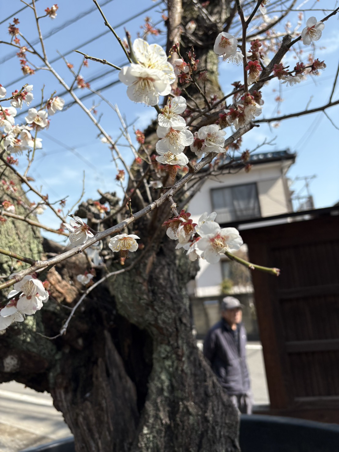 白梅の画像。里親を募集しています。お申し込みは植木の里親はやましたグリーンまで。