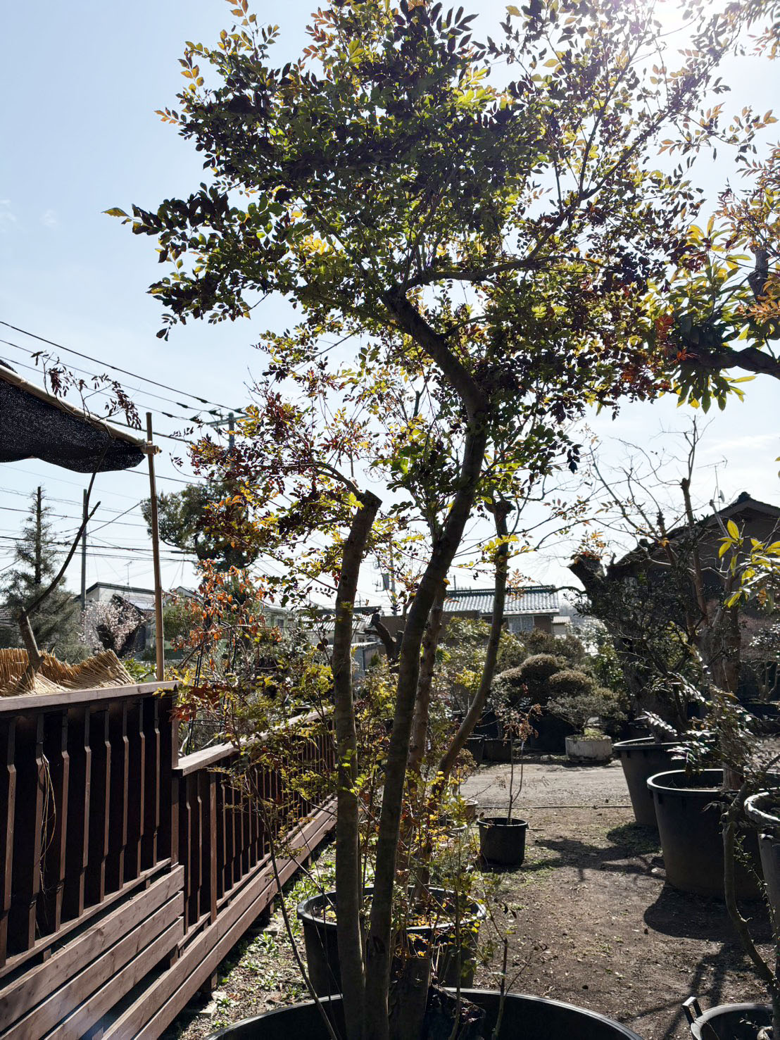 シマトネリコの里親を募集しています。お申し込みは植木の里親はやましたグリーンまで。