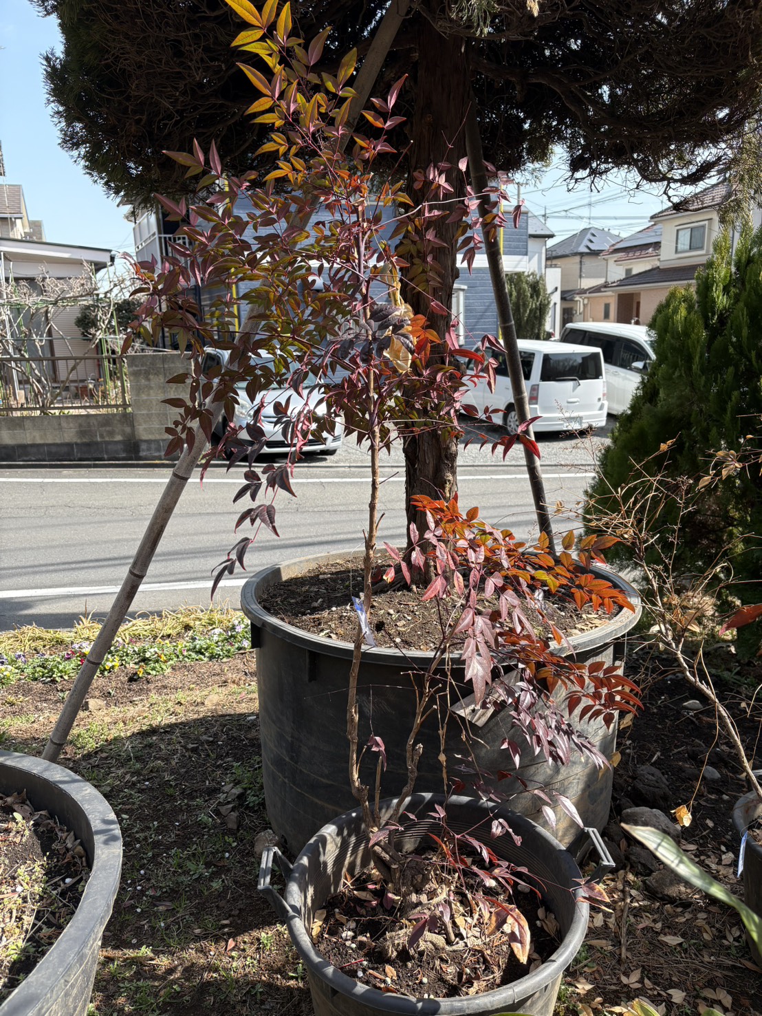 ナンテンの里親を募集しています。お申し込みは植木の里親はやましたグリーンまで。