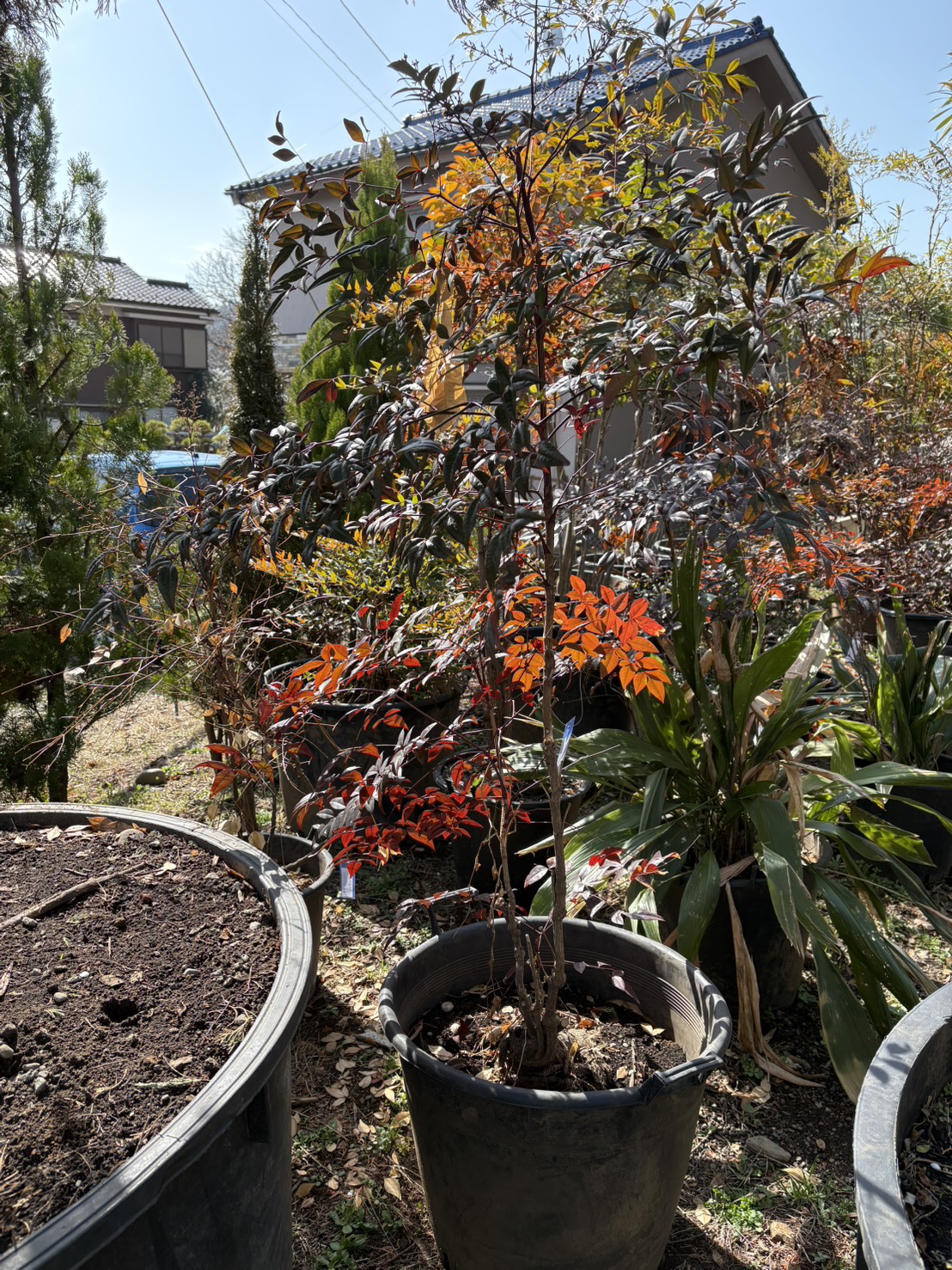 ナンテンの里親を募集しています。お申し込みは植木の里親はやましたグリーンまで。