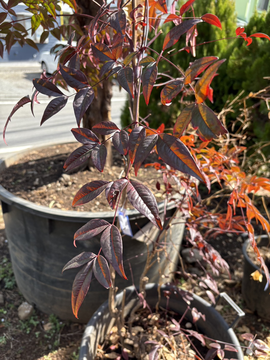 ナンテンの里親を募集しています。お申し込みは植木の里親はやましたグリーンまで。