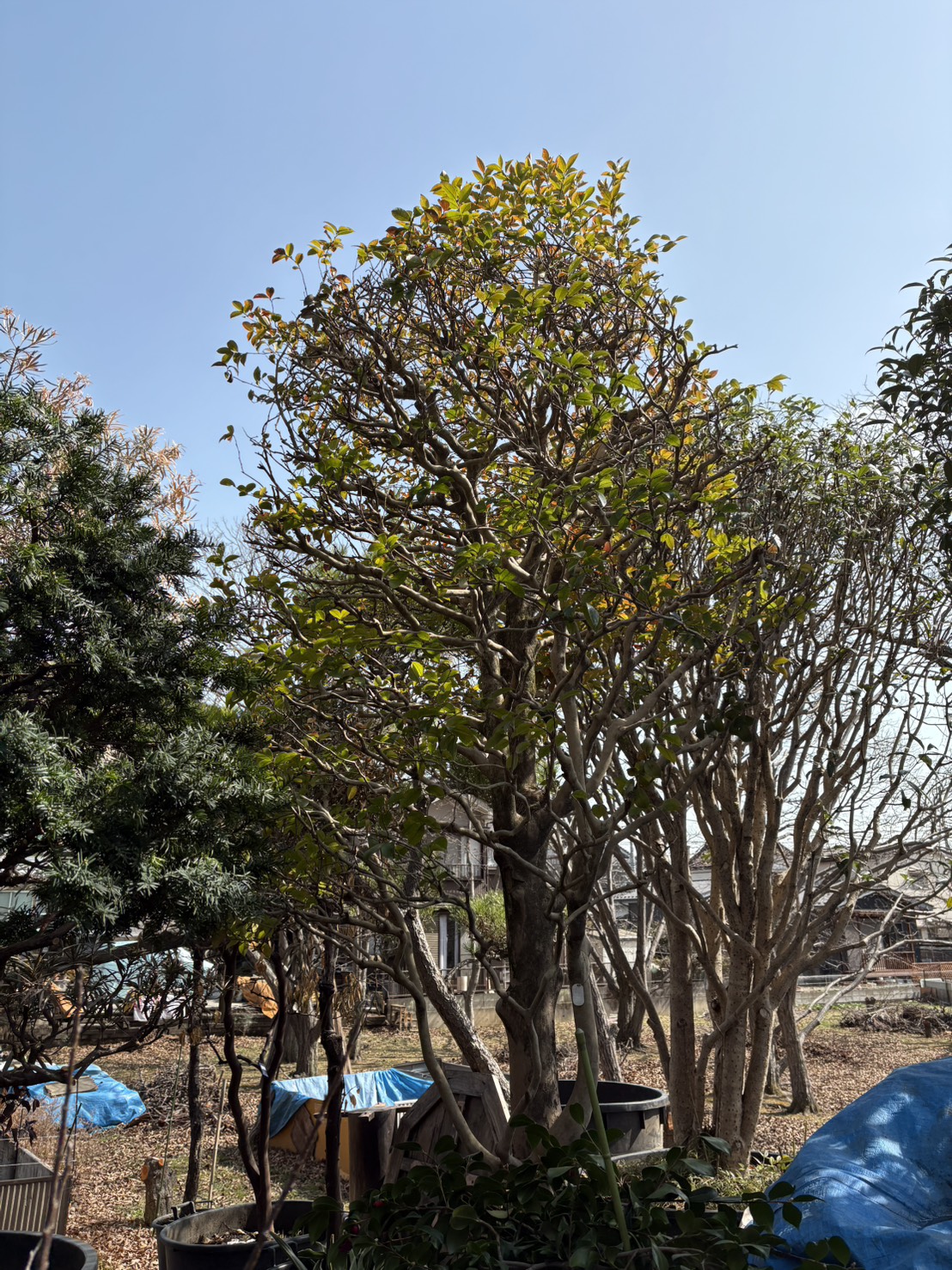 サザンカの里親を募集しています。お申し込みは植木の里親はやましたグリーンまで。