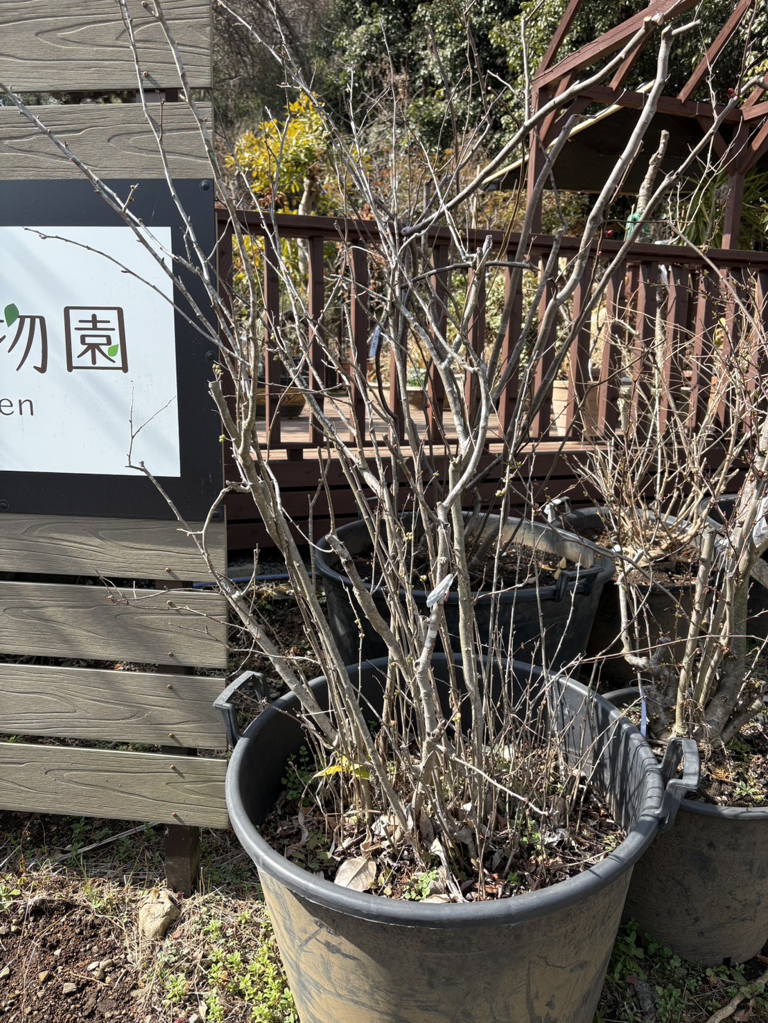 ユッカの里親を募集しています。お申し込みは植木の里親はやましたグリーンまで。