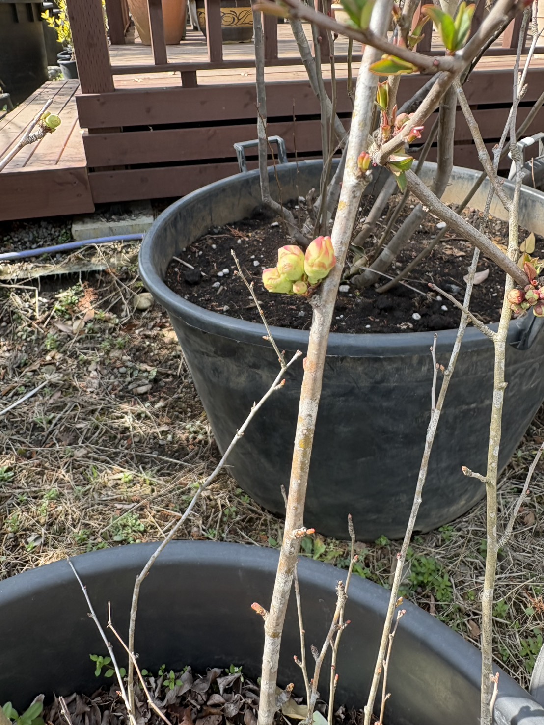 ユッカの里親を募集しています。お申し込みは植木の里親はやましたグリーンまで。
