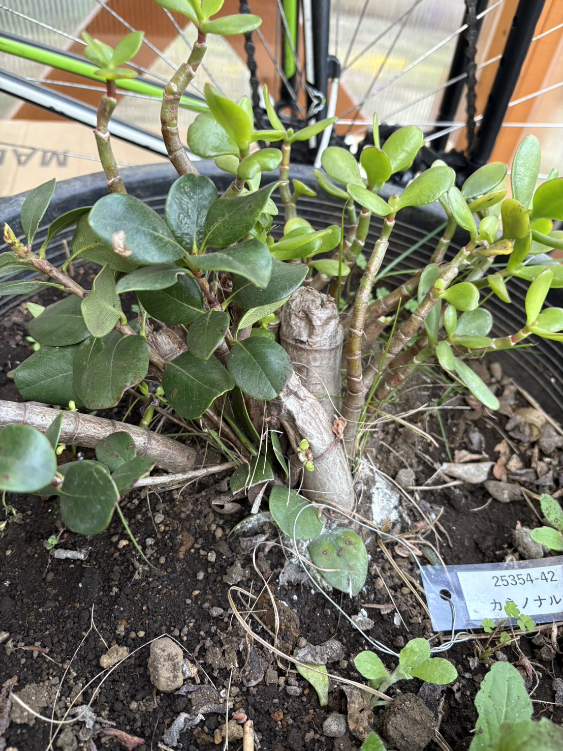 カネノナルキの里親を募集しています。お申し込みは植木の里親はやましたグリーンまで。