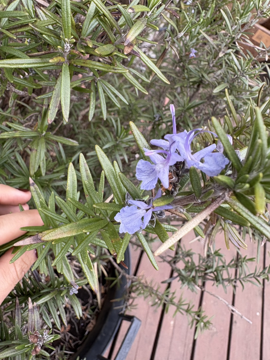 ローズマリーの里親を募集しています。お申し込みは植木の里親はやましたグリーンまで。