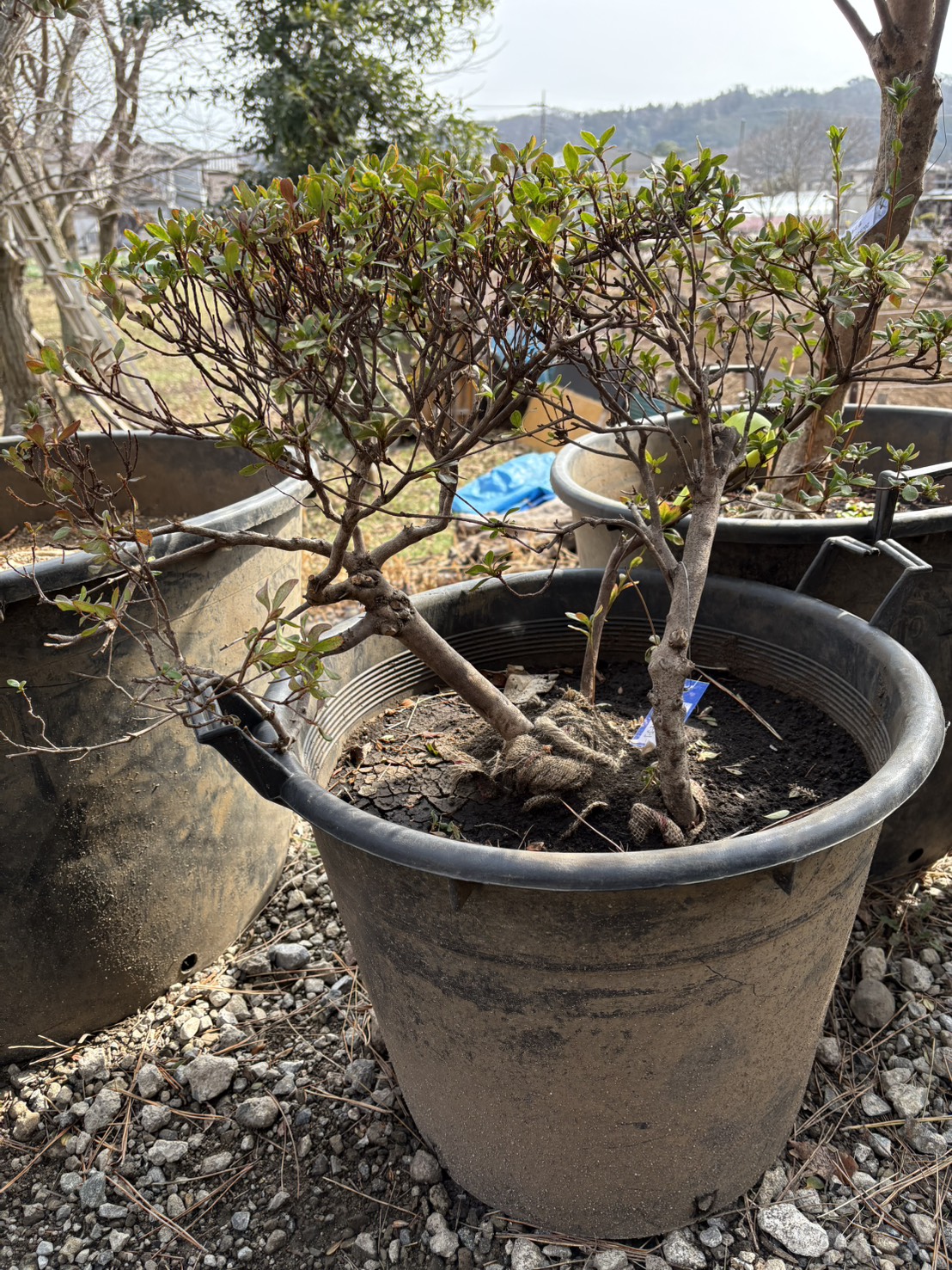 サツキツツジの里親を募集しています。お申し込みは植木の里親はやましたグリーンまで。