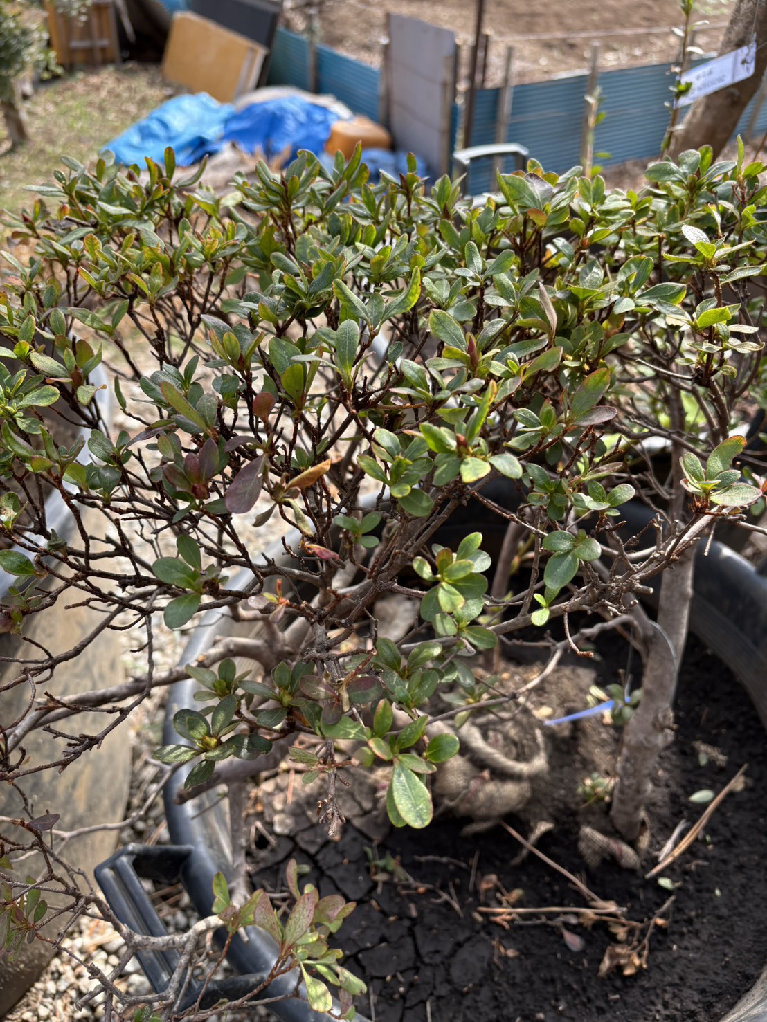 サツキツツジの里親を募集しています。お申し込みは植木の里親はやましたグリーンまで。