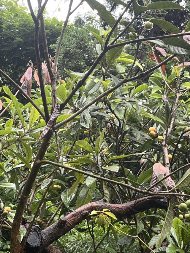 びわの実がなりました！【もらえる植物園】