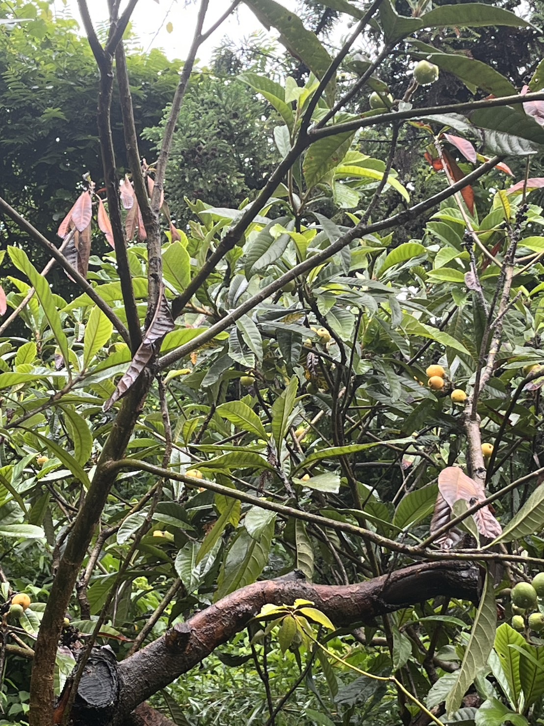 もらえる植物園の「びわの実」