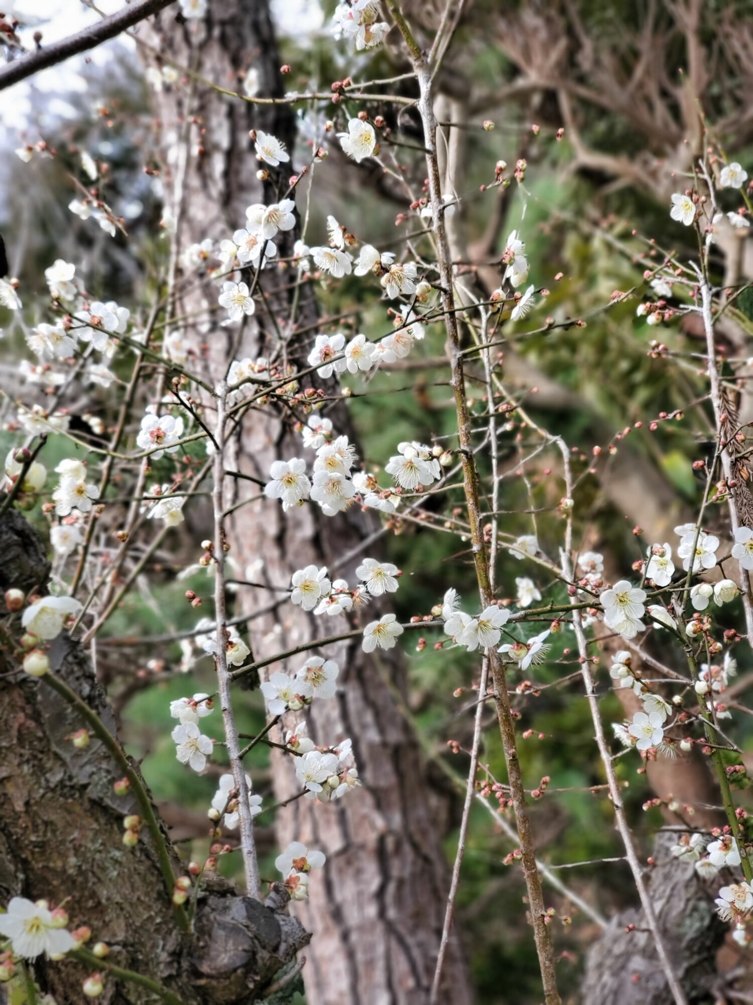 貸別荘のガーデンにやましたグリーンの植木の里親を活用していただきました