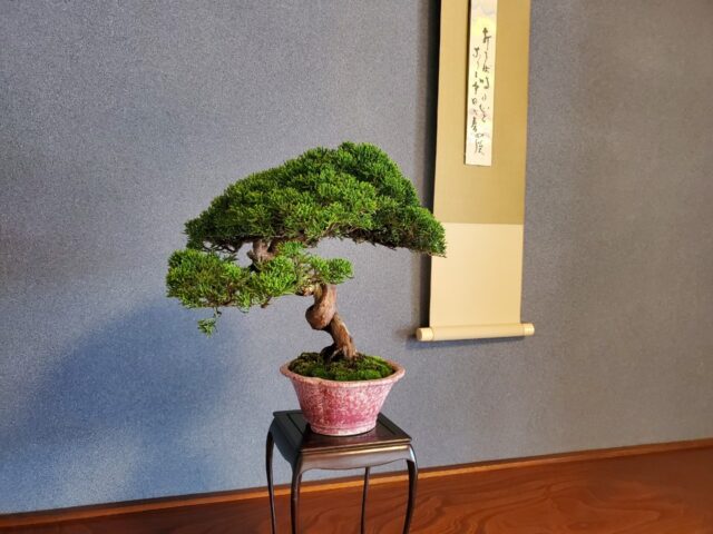 山野草 絵の展覧会【高尾駒木野庭園】
