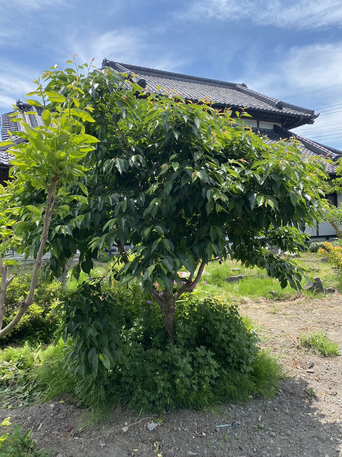桜の木。植木の里親を利用して里親になっていただいた方からの嬉しいメッセージが届きました。