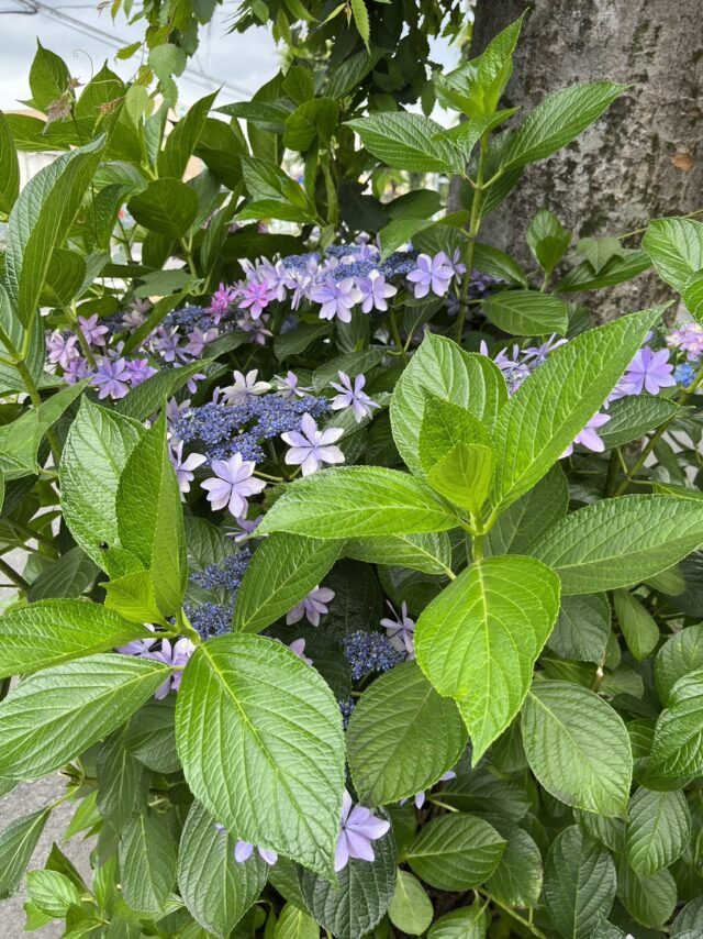 紫陽花に癒やされて