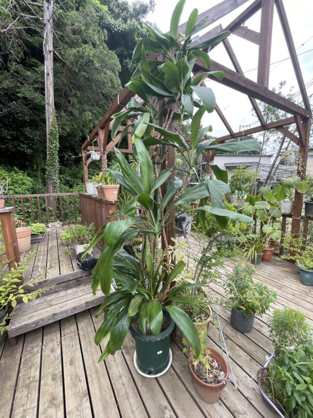 幸福な交際☆センネンボク☆【もらえる植物園】