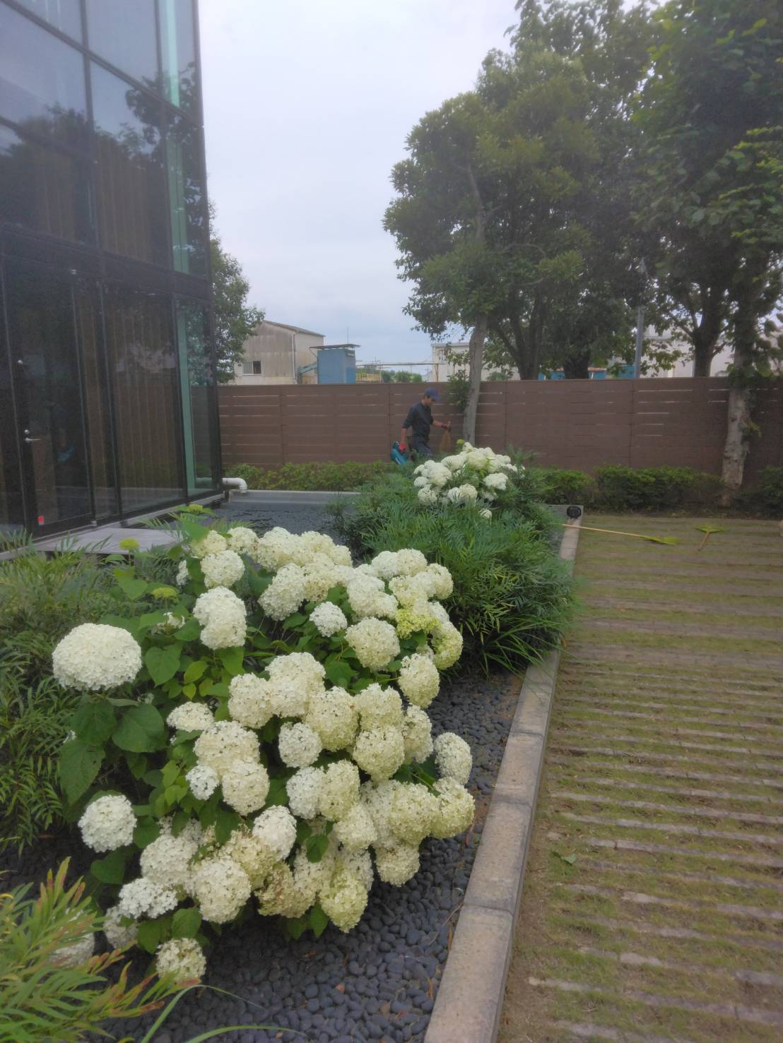 企業さまの植栽管理を実施。株式会社やましたグリーン