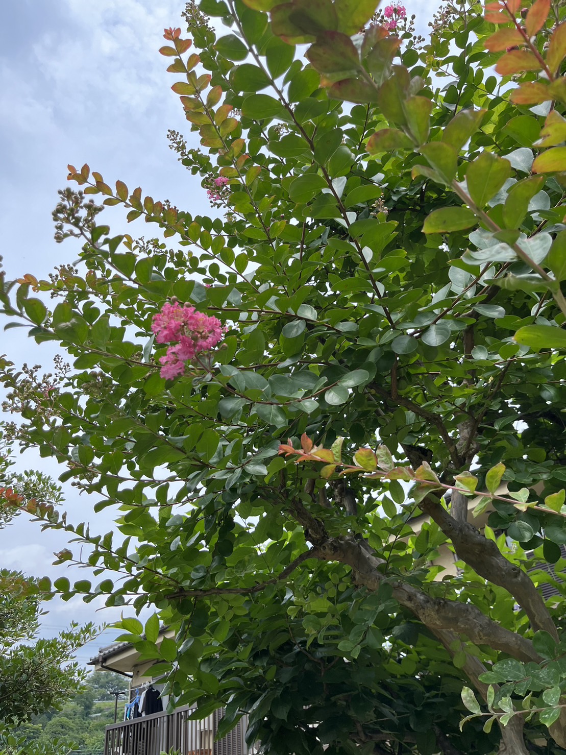 もらえる植物園の百日紅(サルスベリ)の花が咲きました。株式会社やましたグリーン