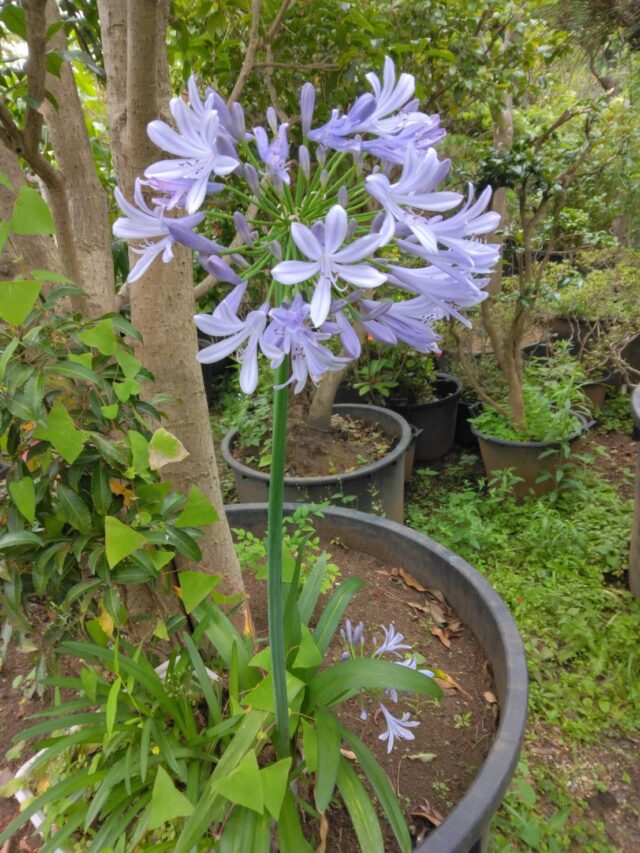 木陰とアガパンサス【もらえる植物園】