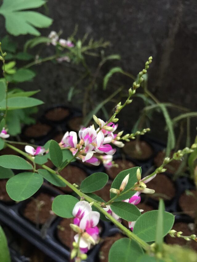 ハギの花からの気づきでスタート