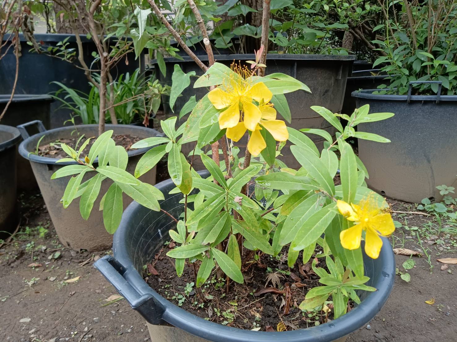 もらえる植物園のビョウヤナギに花が咲きました。株式会社やましたグリーン