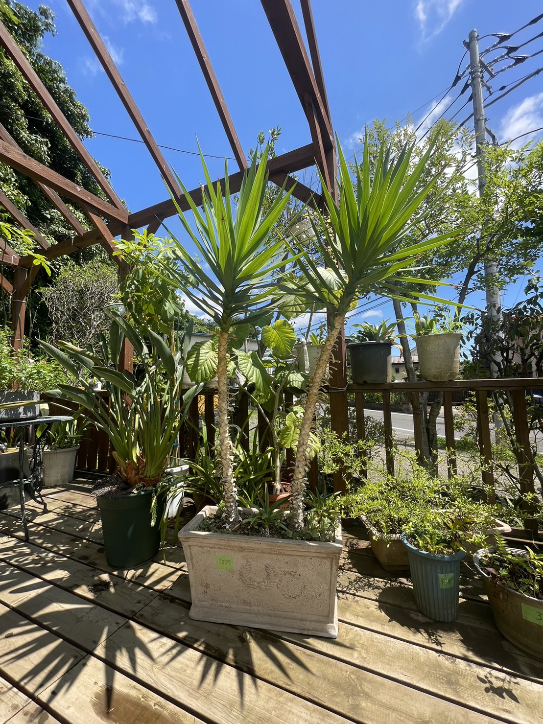 もらえる植物園の「ユッカの木」。ロックガーデンにいかがでしょうか?株式会社やましたグリーン