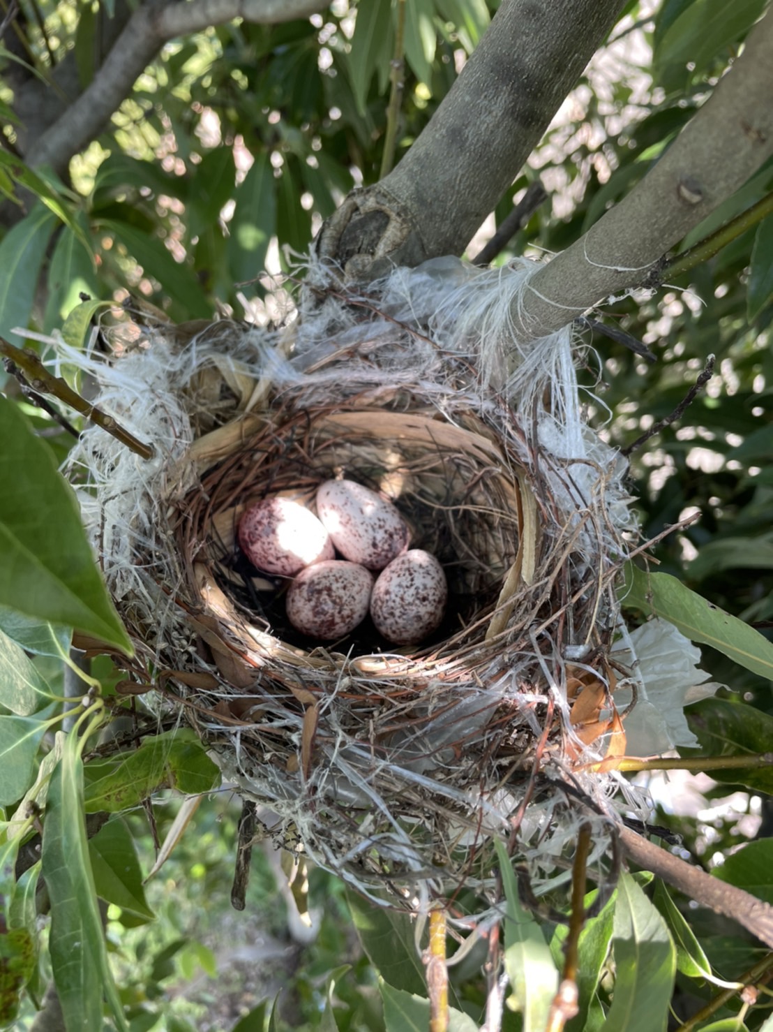 植栽管理中に野鳥の巣がありました。株式会社やましたグリーン