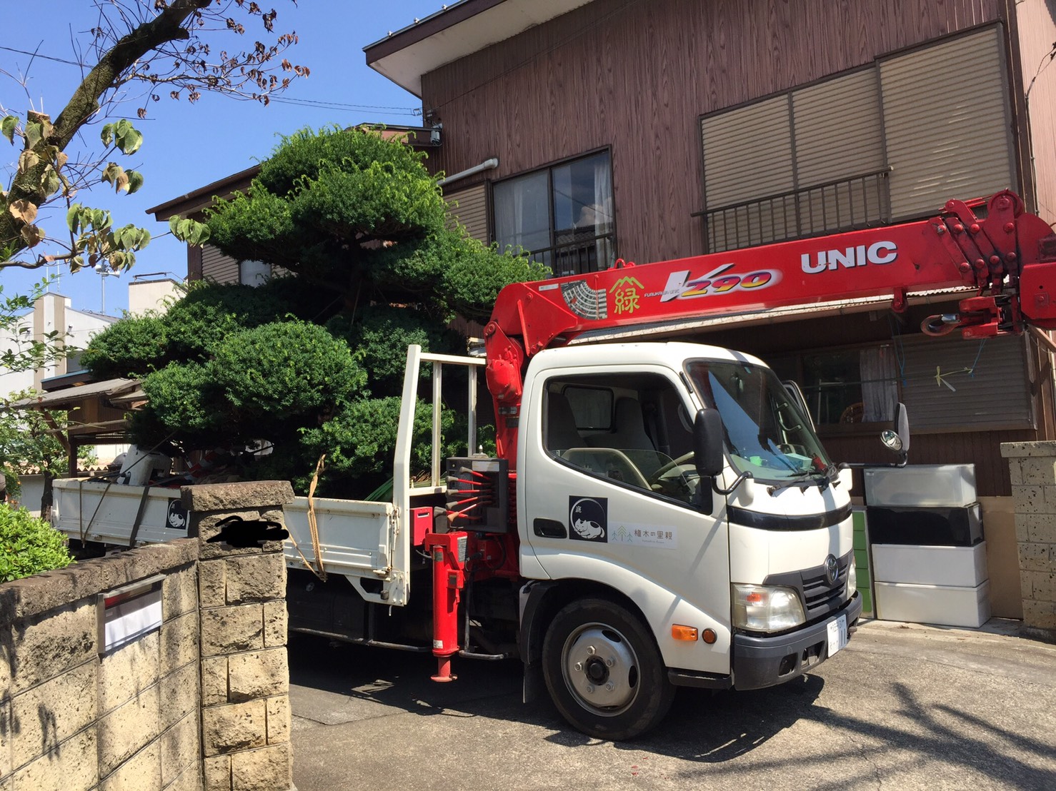 大きなキャラ(伽羅)の木をもらえる植物園へ運搬中。株式会社やましたグリーン