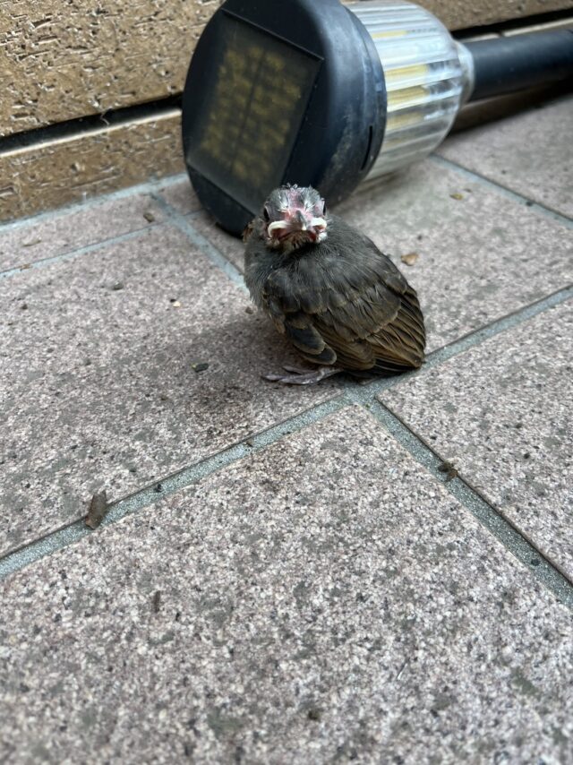 可愛い雛鳥に出逢いました！