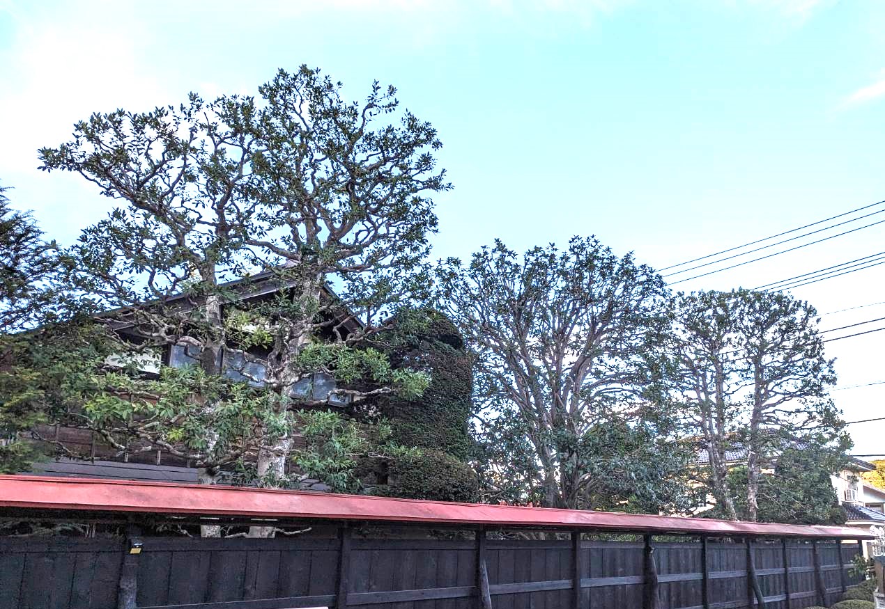 やましたグリーンの庭師が剪定した植木。すっきり剪定された姿にやりがいを感じます。