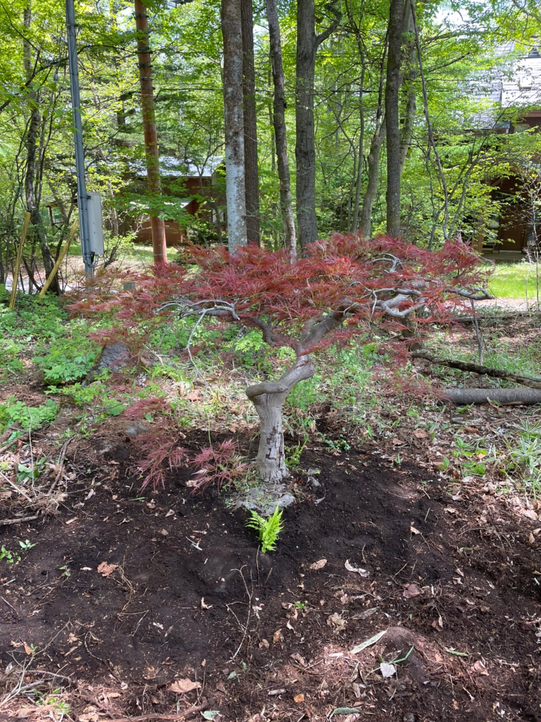 植木の里親を活用した、やましたグリーンの事例:山梨県北杜市G様