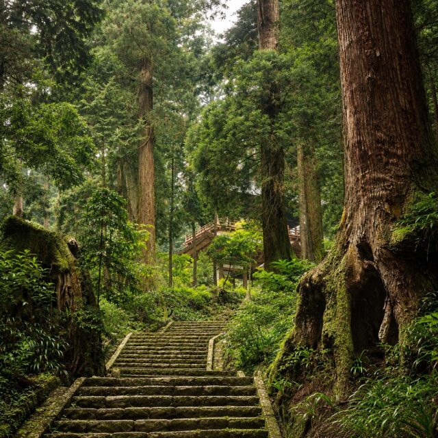 大雄山最乗寺の杉林｜樹齢500年級の巨木と600年続く森を動画で紹介