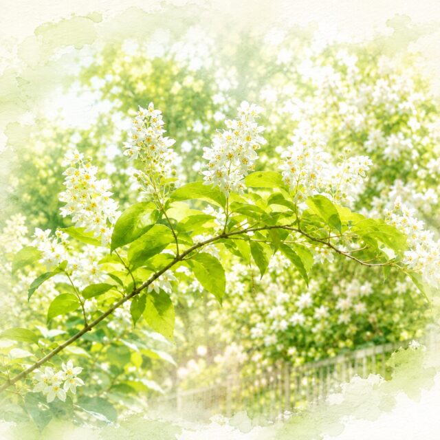 ウツギの剪定方法｜花が咲く姿を考えて樹形をふんわり整えるコツ