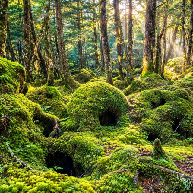 白駒の池の苔の森｜苔が育つ環境を庭師目線で原生林から観察