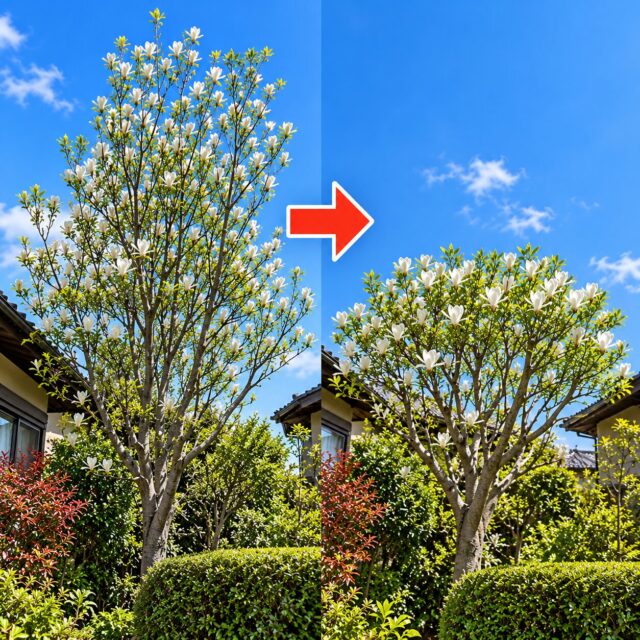 モクレン剪定｜徒長枝を切って樹高を低くし、花芽を残す方法